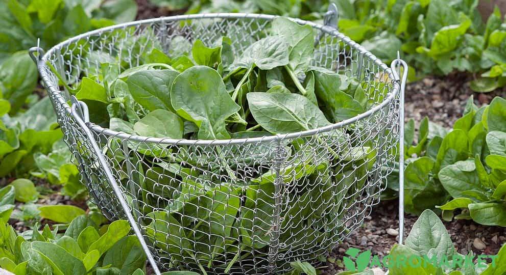 Как вырастить шпинат на огороде - Agro-Market