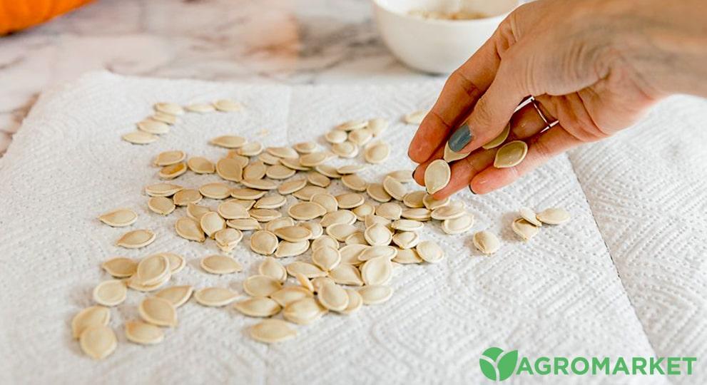Как сажать кабачки семенами - Agro-Market