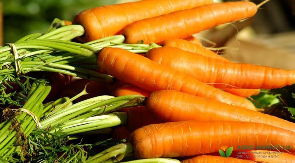 До какого времени поливать морковь?