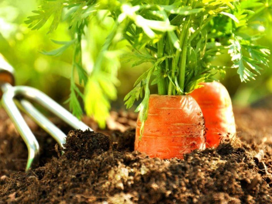 Основные болезни и вредители моркови, способы борьбы с ними