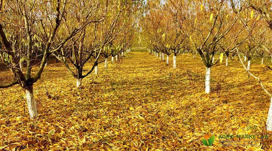 Как определить время полива яблоней осенью?