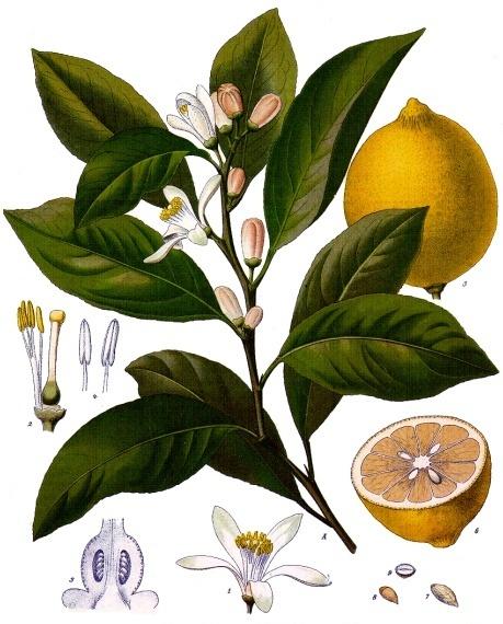 Плоды и листья лимона