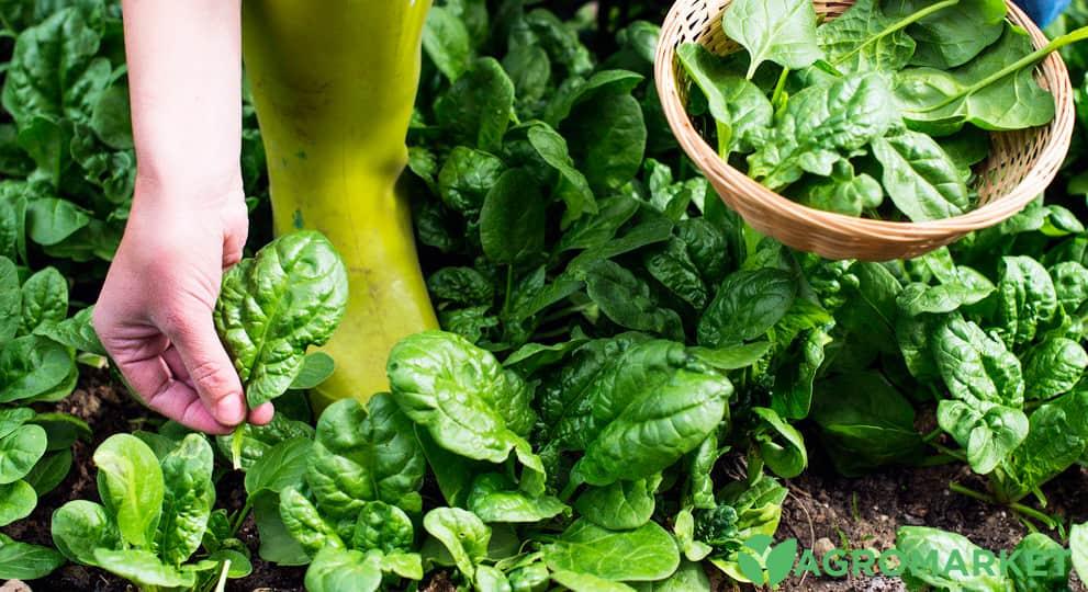 Как вырастить шпинат на огороде - Agro-Market