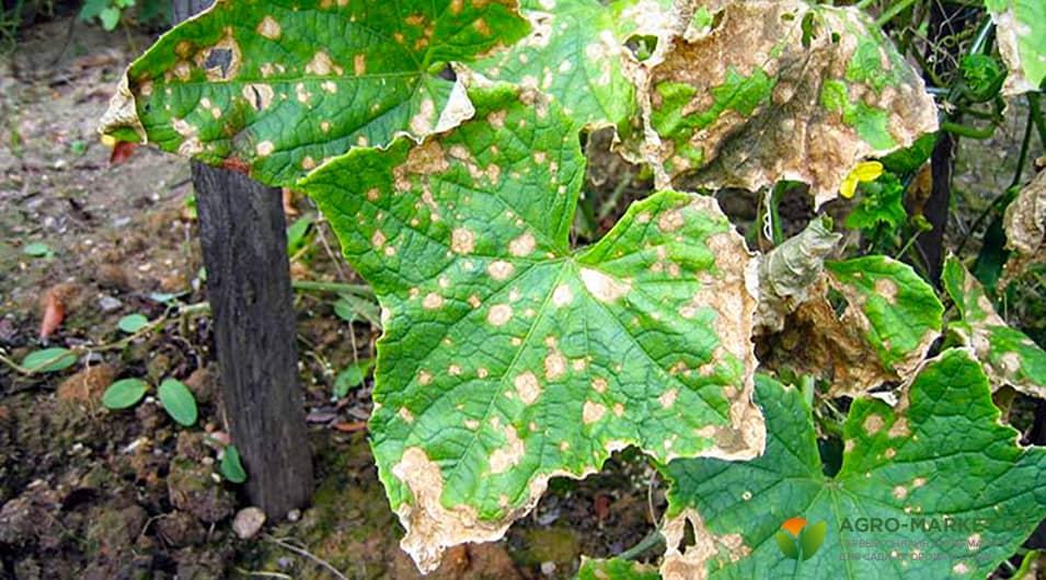 Почему листья огурцов желтеют в открытом грунте и как избавиться от этой проблемы используя народные средства