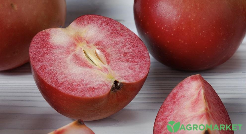 сорта яблонь с красной мякотью плодов