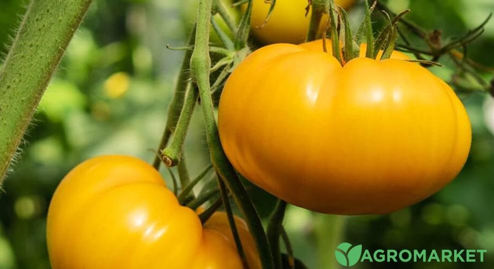 Лучшие сорта желтых томатов – Agro-Market
