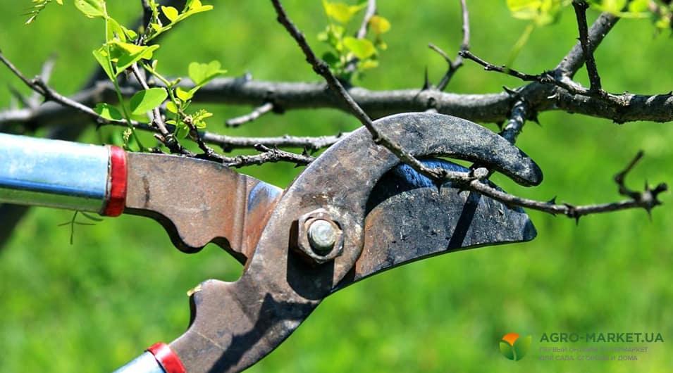 Чи можна обрізати дерева влітку: ефективність, правила та рекомендації
