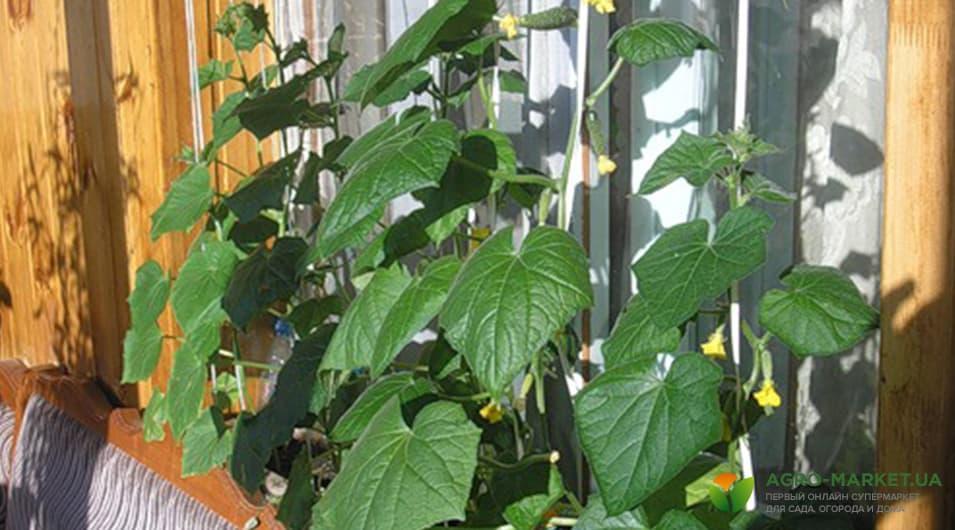 Огурцы на подоконнике: как вырастить огурцы и томаты зимой на подоконникедома?