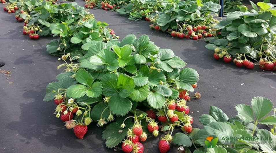 Весенняя посадка клубники: ягода 100% будет - полезные статьи о садоводствеот Agro-Market