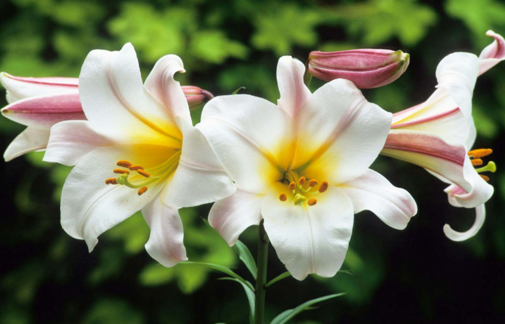 Белые лилии: описание гибрида кандидум и красивые сорта, посадка и уход (47 фото)
