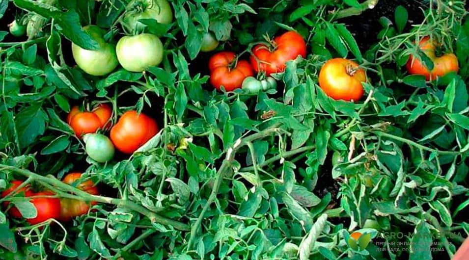 Применение сыворотки для томатов