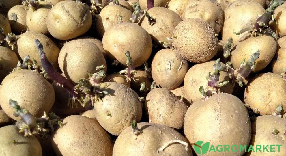 Проращивание картофеля перед посадкой: полезные советы и инструкции дляполучения богатого урожая - Agro-Market