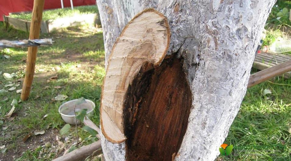 Приемы и способы восстановления целостности древесины