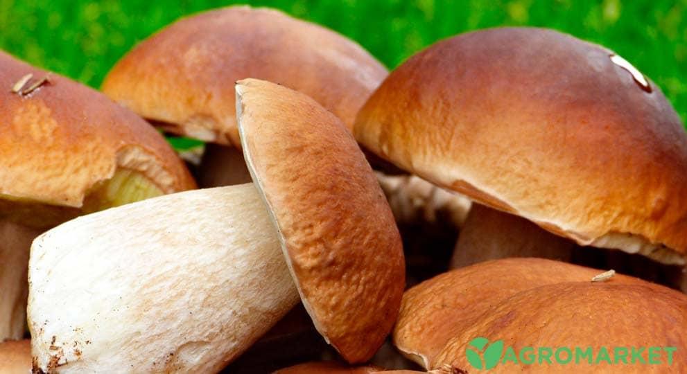 Как правильно сушить белые грибы: лучшие рецепты и советы
