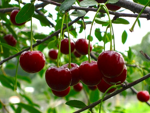 Плоды вишни