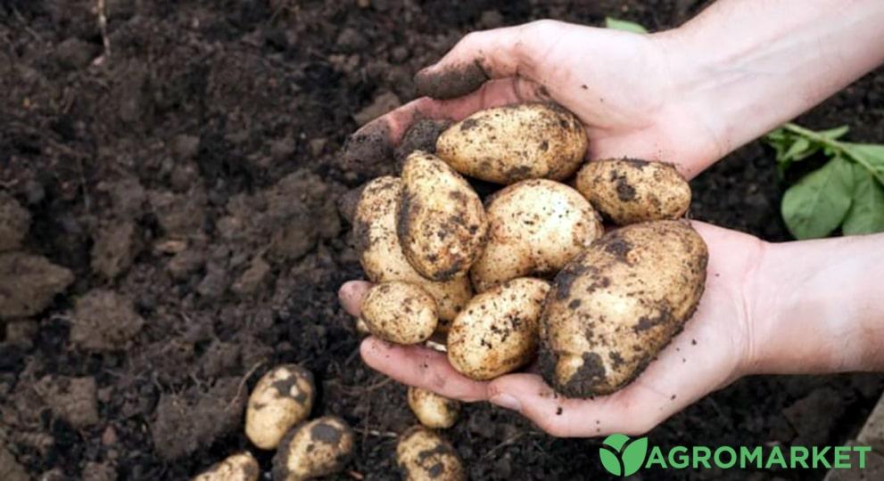 Голландский способ выращивания картофеля - Agro-Market