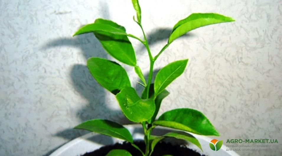 Мандарин из косточки: как вырастить мандарин из косточки - Agro-Market