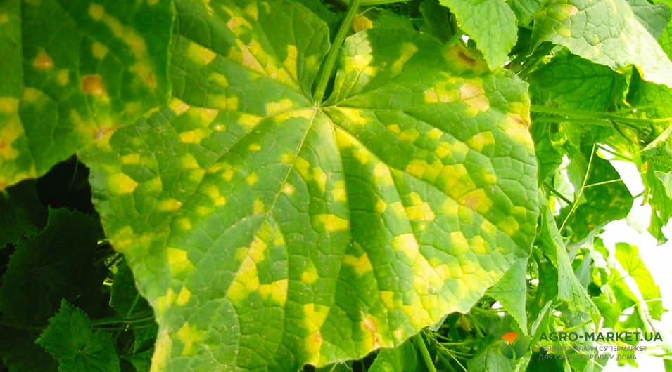 Причины почему листья огурцов в теплице желтеют и сохнут