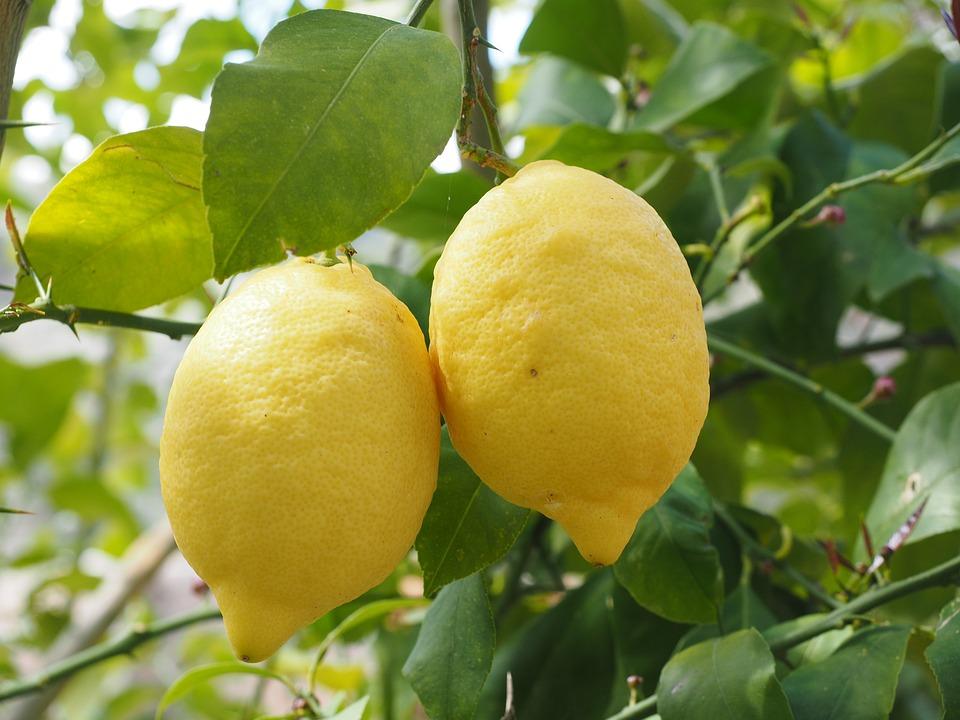 Плоды лимона