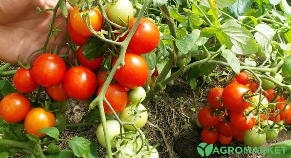 Безрассадные помидоры и способы выращивания - Agro-Market