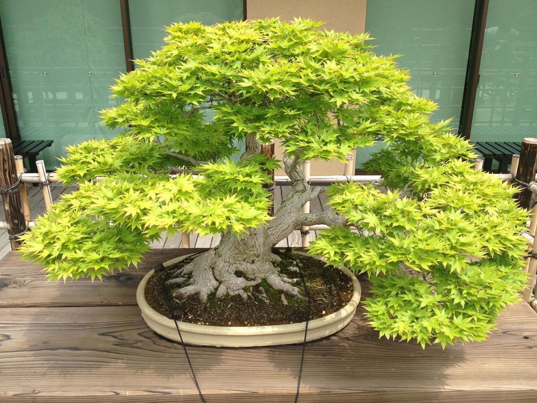 Chryzantemowe-bonsai-i-księżniczki-w-kimonach-1-min.jpg