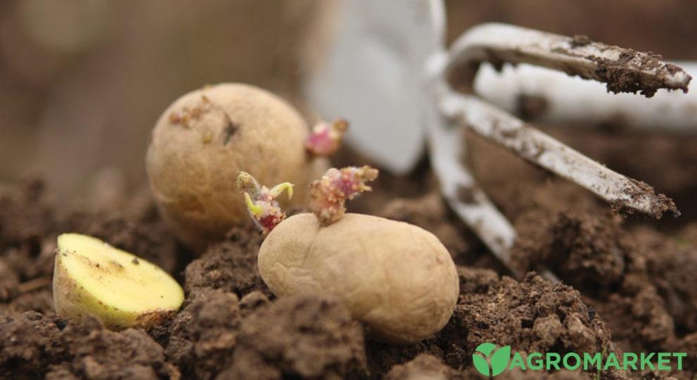 Как посадить картофель по китайски: подробная технология и советы отопытных садоводов - Agro-Market