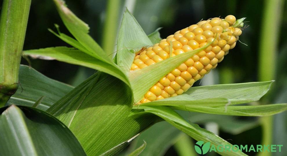 Как сажать кукурузу: схема посадки кукурузы - Agro-Market