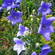 Ширококолокольчик (platycodon) "Grandiflorus Mariesii" цена