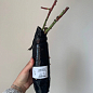 Роза плетистая "Норита" (саженец класса АА+) высший сорт цена