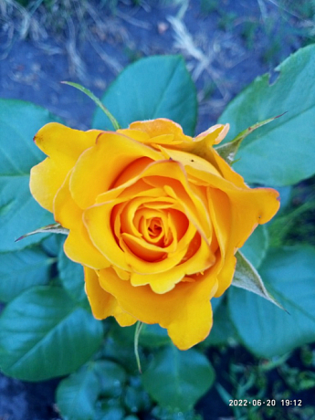 Троянда чайно-гібридна «Іліос» (саджанець класу АА +) вищий сорт - фото 3