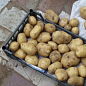 Насіннєвий середньостиглий картопля "Сюзанна" (на варіння, 1 репродукція) 1кг купить