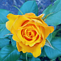 Троянда чайно-гібридна «Іліос» (саджанець класу АА +) вищий сорт цена
