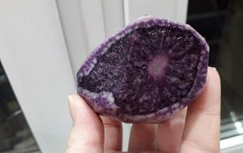 Картофель "Солоха" семенной ранний фиолетовый эксклюзив (1 репродукция) 1кг NEW - фото 2