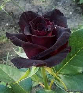 Троянда чайно-гібридна "Блек Баккара" (саджанець класу АА +) вищий сорт - фото 3