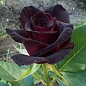Троянда чайно-гібридна "Блек Баккара" (саджанець класу АА +) вищий сорт цена
