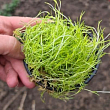 Моховатка (мшанка, ірландський мох) "Lime Moss" купить
