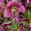 Морозник (Helleborus) "Red Lady"