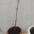 Кампсис оранжевый "Speciosa"