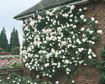 Роза английская плетистая "Сияющая невеста" (саженец класса АА+) высший сорт - фото 7