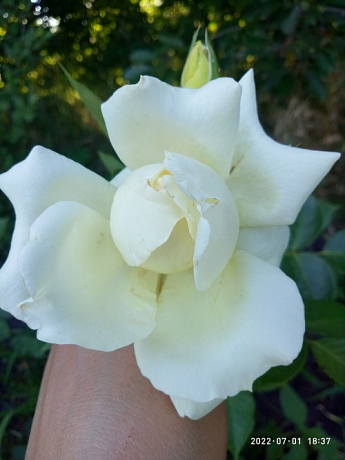 Троянда чайно-гібридна "Магаді" (саджанець класу АА +) вищий сорт NEW - фото 4