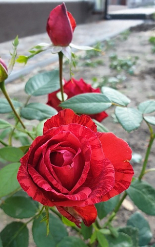 Роза чайно-гибридная "Ред Интуишн" - фото 3