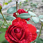 Троянда чайно-гібридна "Ред Інтуішн" цена