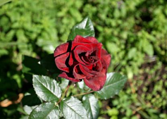 Роза чайно-гибридная "Черная магия" (саженец класса АА+) высший сорт - фото 4