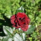Роза чайно-гибридная "Черная магия" (саженец класса АА+) высший сорт