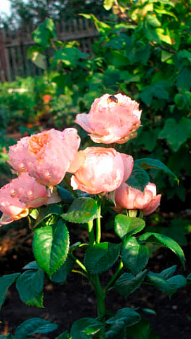 Роза флорибунда "Peony Pink"(Пиони Пинк) - фото 12