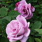 Троянда чайно-гібридна "Блю Мун" (дуже ароматна!) (Саджанець класу АА +) вищий сорт цена