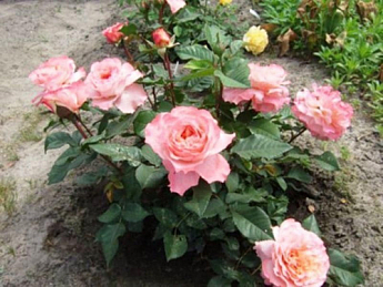 Троянда англійська "Avgusta Luise" - фото 3
