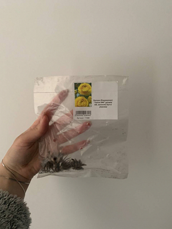 Лютики (Ранункулюс) "Yellow 990" (розмір 5/6, великий) 5шт в упаковці - фото 3