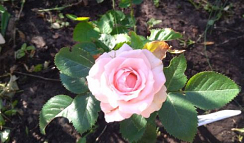 Троянда дрібноквіткова (спрей) "Грація рожева" (саджанець класу АА +) вищий сорт - фото 5