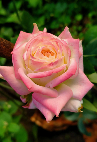 Роза чайно-гибридная "Дольче Вита" (саженец класса АА+) высший сорт - фото 3
